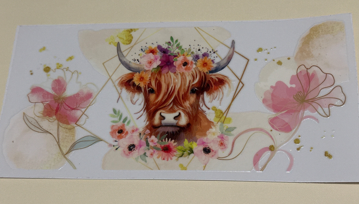 Highland cow 3
