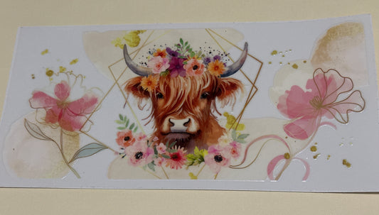 Highland cow 3