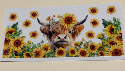Highland cow  sunflowers