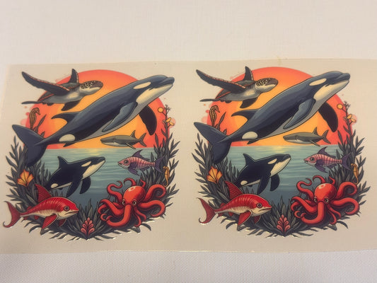 Orca whale