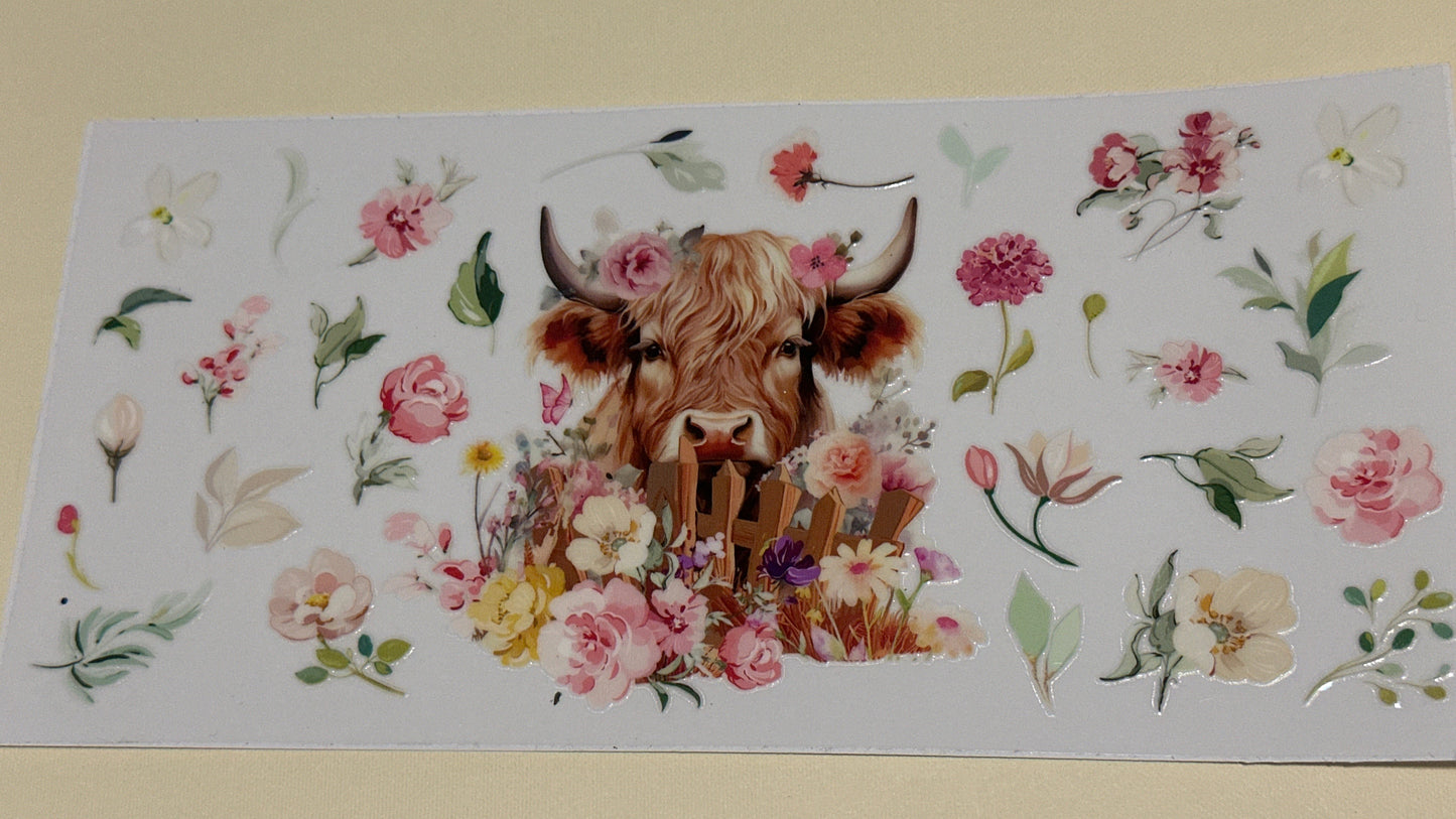 Highland cow 4