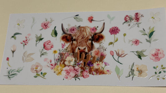 Highland cow 4